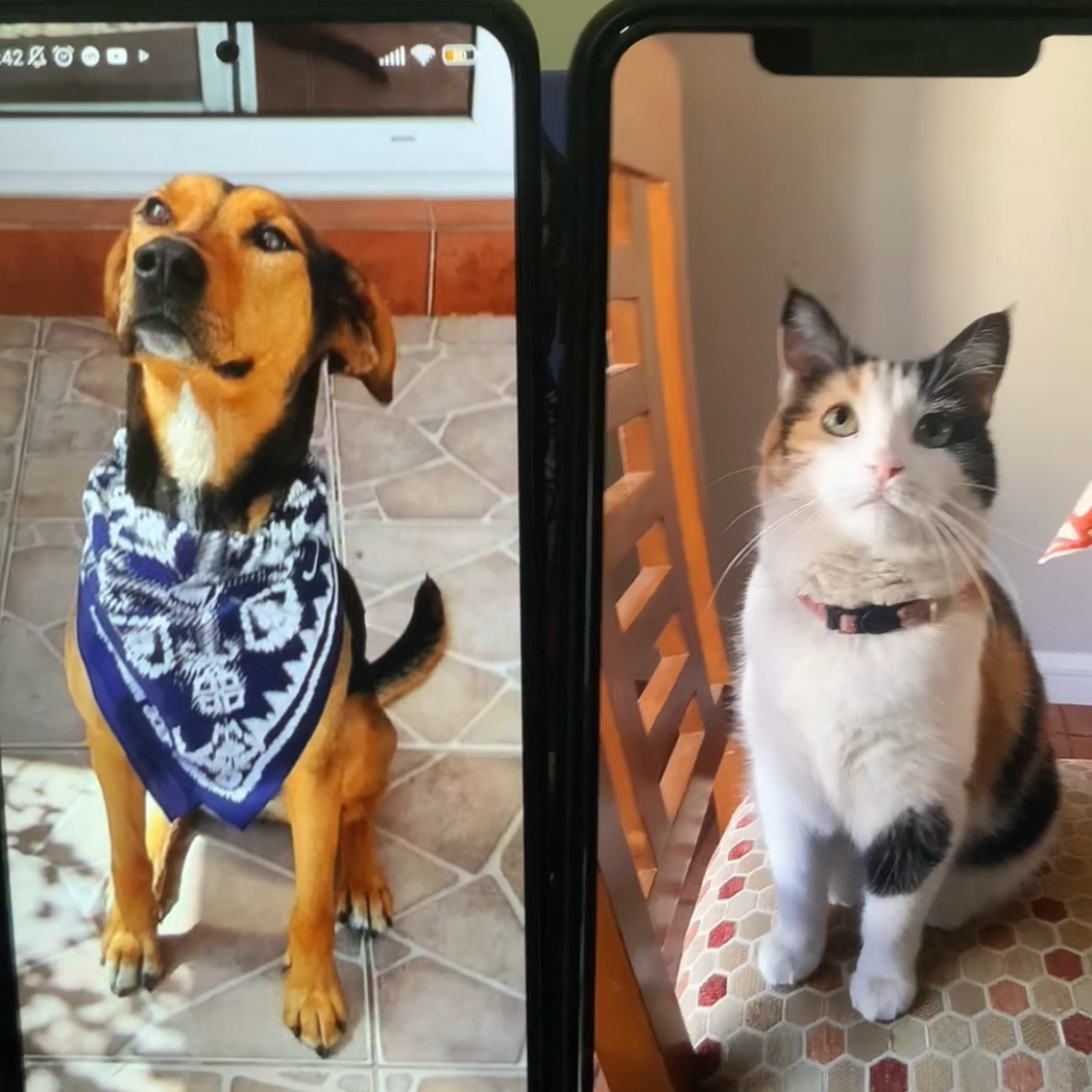 Cuadro de mascota profesión artista